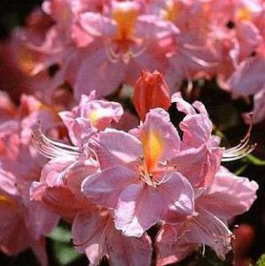 AZALIA WIELKOKWIATOWE CECIL Rhododendron Azalea